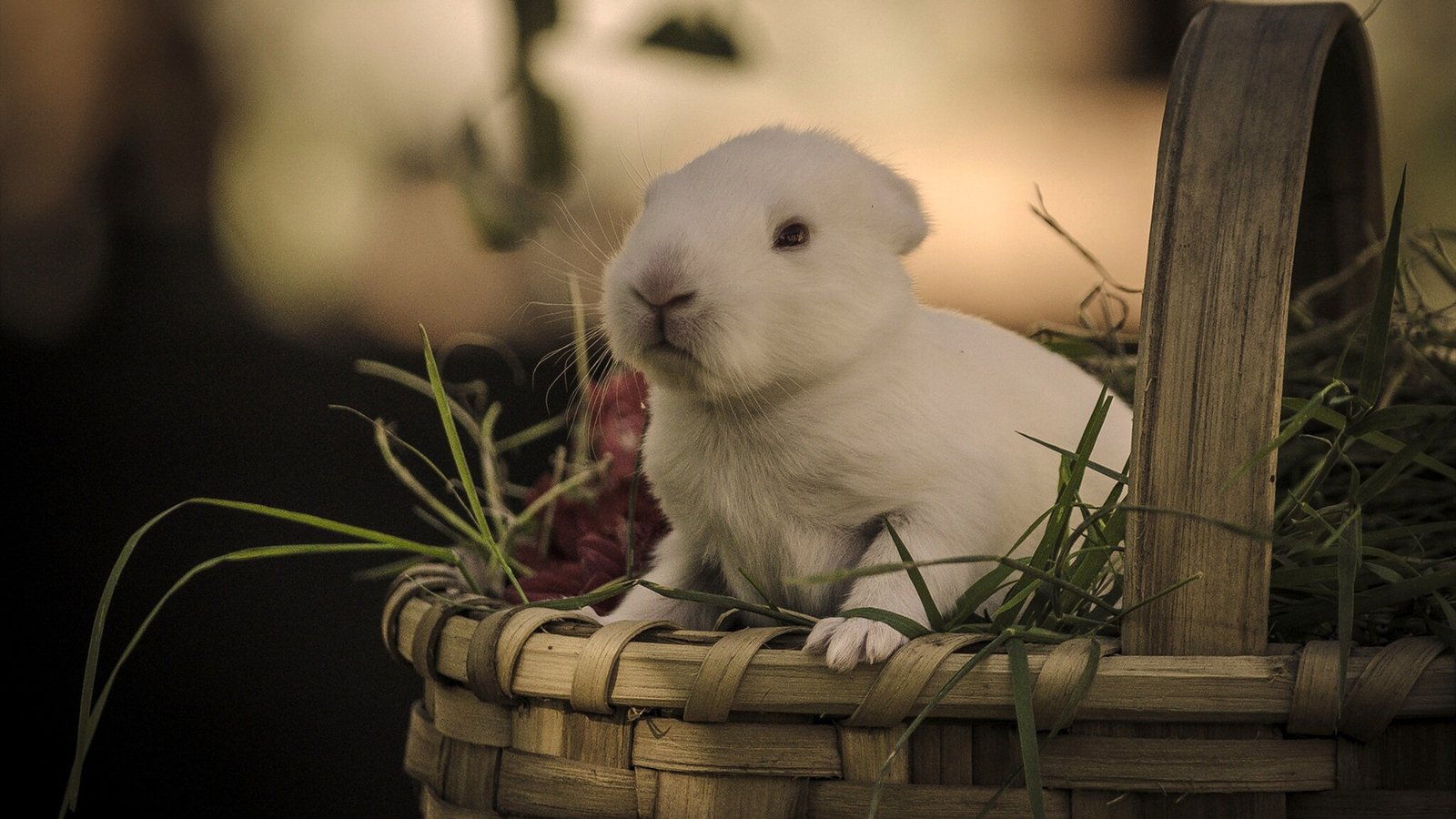 事实证明:蜘蛛是抓取不到JS的