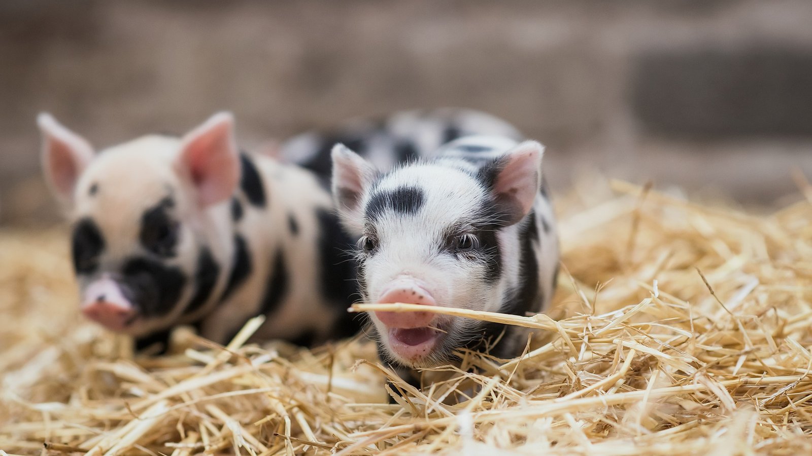 织梦CMS网站如何做网站优化?织梦网站做网站优化的技巧分享