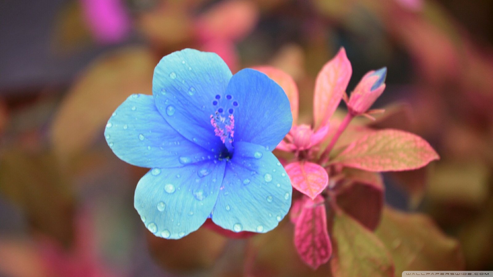 小皮面板 - 便捷免费的小皮Linux面板