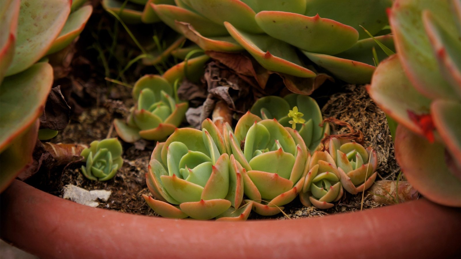 百度竞价有百度保障,头条竞价全是三无产品啊