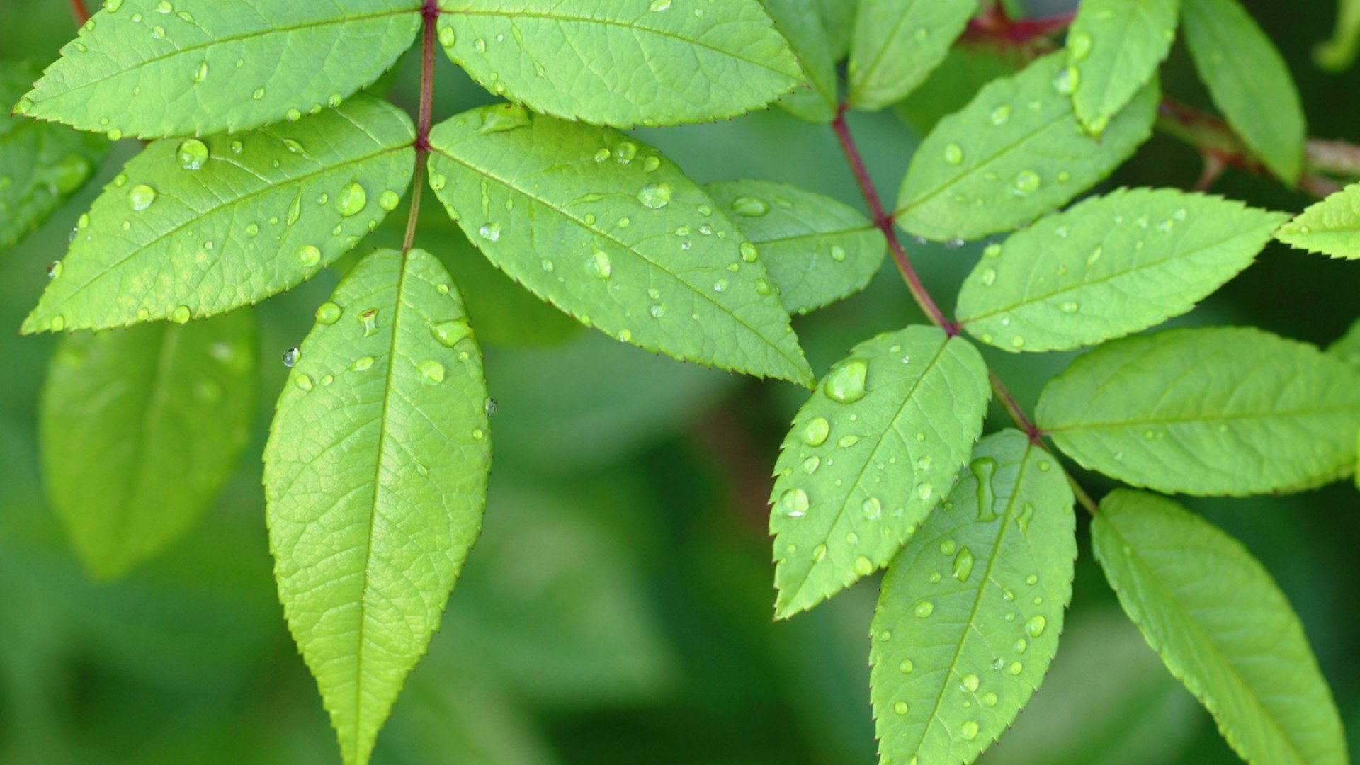 护眼壁纸,树叶,雨水,新叶,小清新