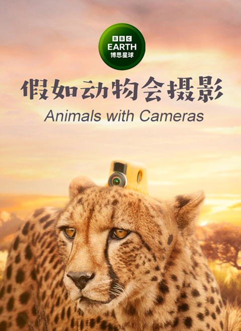 假如动物会摄影（Animals with Cameras）