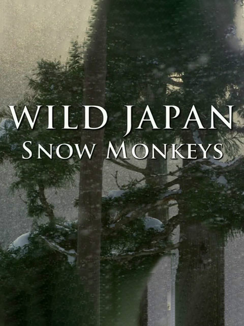 野性日本：雪猴