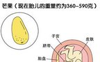 怀孕 22周胎儿发育指标