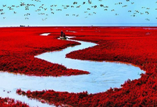 《盘锦 红海滩》