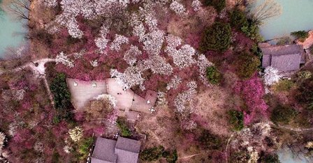 美轮美奂美不胜收 航拍中国各地花海开放