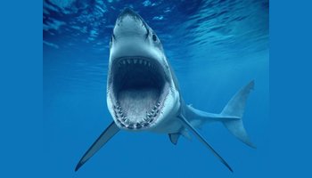 简介 巨齿鲨(megalodon),在希腊语中的意思是"大牙齿".