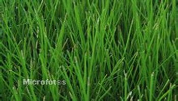 荸荠苗