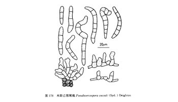 木防已假尾孢