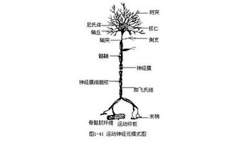 树突和轴突