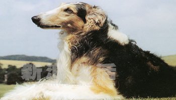 俄罗斯狼犬