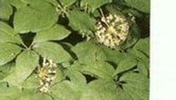 刺五加:刺五加radix acanthopanacis senticosi (英)manyprickle a