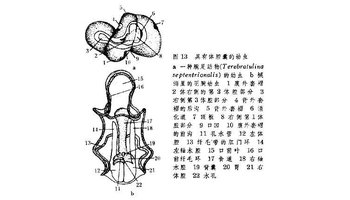 原肠体腔动物