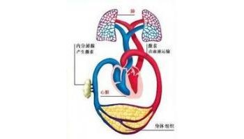 答:人类血液循环是封闭式的,由体循环和肺循环两条途径构成的双循环.