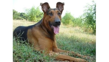 莱州红犬