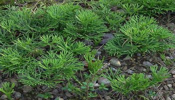 veitchii),别名伸筋草,隶于石松科石松属,为多年生草本植物,是一种