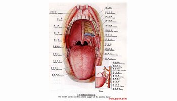 腭舌弓 自腭垂向两侧各有两条弓形粘膜皱襞,前方的一条向下连于舌根部