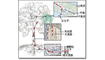 蒸腾作用