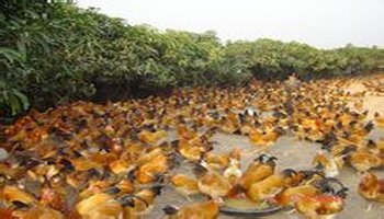 北流凉亭鸡-360百科