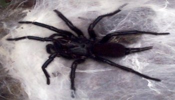 spider),是蜘蛛目(araneida)漏斗蛛科(agelenidae)蜘蛛,常见,多数结