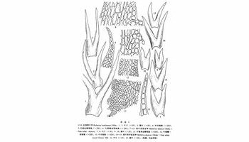 是苔藓植物门苔纲的一种植物.