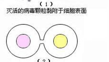 原生质体