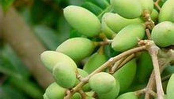 植物属长青树,四季绿叶,其果实不同地区叫法有些区别比如:青橄榄,青果