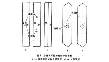 纺锤状原始细胞向内分化出次生木质部,向外形成次生韧皮部时,不像通常