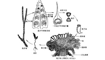 孢子植物
