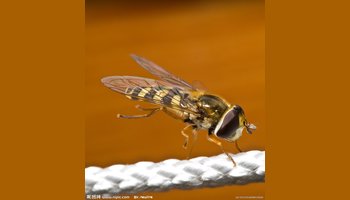 基本介绍 中文学名:虻虫   中文别名:蜚虻,牛虻,牛蚊子,绿头猛钻,牛