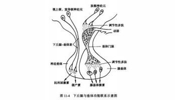 抗利尿激素(又称血管升压素)是由下丘脑的视上核和室旁核的神经