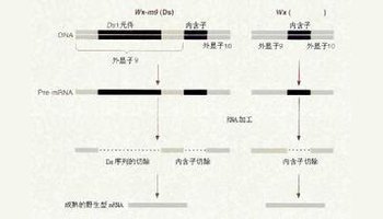 外显子-360百科