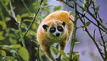 学名:小懒猴 亚目:原猴亚目 拉丁学名:nycticebuspygmaeus 科:懒猴科