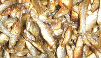 小麻鱼