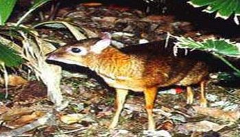 简介 鼷鹿,别名小鼷鹿,属于鼷鹿科,学名为tragulusjavanicus.