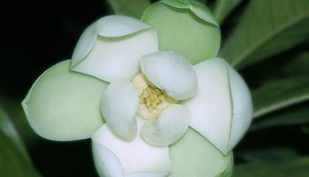 夜合花