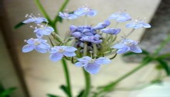 蓝饰带花