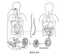 肠道寄生虫的种类多,在人体内寄生过程复杂,其各发育期不一定都在肠道