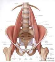 主要作用   髂腰肌的主要作用:    近侧支撑时,它的拉力是由下向上前