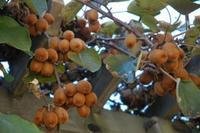 基本信息     拉丁纲名ascomycetes    中文纲名子囊菌纲    拉丁目