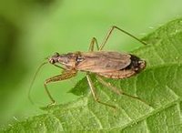 roptera)姬蝽科(nabidae)昆虫的通称,捕食蚜虫和毛虫.