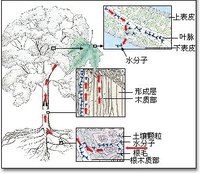 蒸腾作用