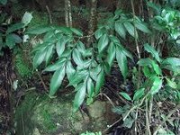 中文学名:野磨芋 拉丁学名:amorphophallus variabilis 别称:土南星