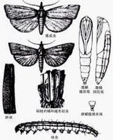 稻螟为水稻的主要害虫.鳞翅目,螟蛾科.