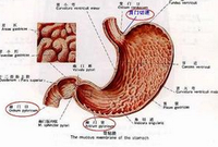 胃可分为四个部分:贲门部,胃底部,胃体部和胃窦部