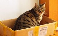 狸花猫