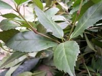 草药