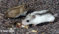 黑线仓鼠 (cricetulus barabensis)俗称中国地鼠(chinese hamster).
