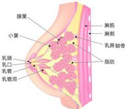吹乳_360百科