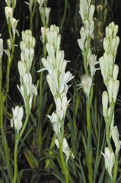 晚香玉的栽培管理有哪些注意事项?